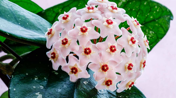 Easy Office Plants
